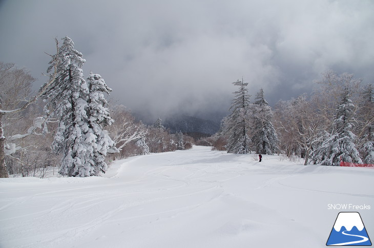 札幌国際スキー場 Welcome back POWDER SNOW !! ～パウダースノー復活～